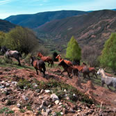 Ancares Leoneses - Caballos en Campo del Agua