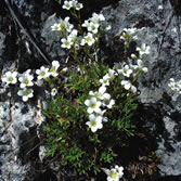 Babia - Saxifraga babiana