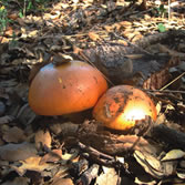 Dehesas de Sierra Morena - Amanita caesarea (Tana) 