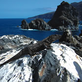 El Hierro - Lagarto gigante de El Hierro