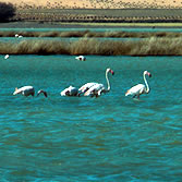 La Mancha Húmeda - Flamencos