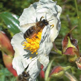 Valles de Leza, Jubera, Cidacos y Alhama - Jara y Abeja