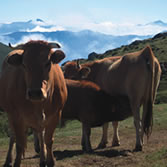 Somiedo - Ganado en pastos de montaña