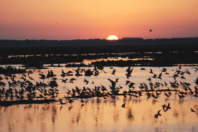 MARISMAS DE ODIEL | Atardecer en las marismas