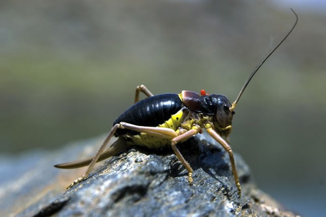 SIERRA NEVADA | El grillo endémico, Baetica ustulata