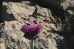 SIERRA DE CAZORLA, SEGURA Y LAS VILLAS |  Esfinge colibrí