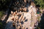 SIERRA DE GRAZALEMA | Rebaño de Ovejas Merinas Grazalemeñas por calzada medieval en Grazalema